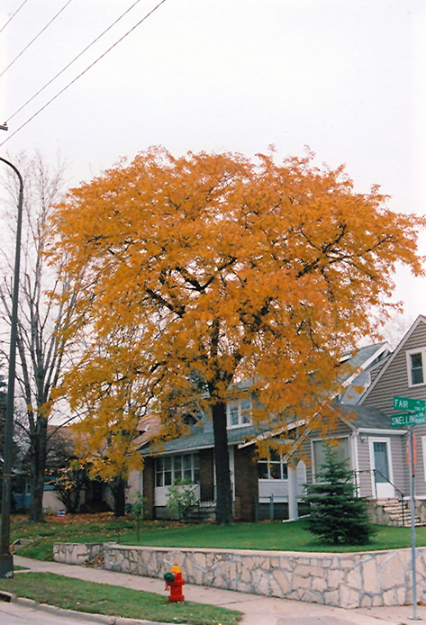 Shademaster Honey Locust