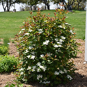 Plant Photo 10