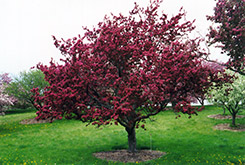 Profusion Flowering Crab (Malus 'Profusion') at Schulte's Greenhouse & Nursery