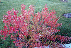 Pawnee Buttes Western Sandcherry (Prunus besseyi 'Pawnee Buttes') at Schulte's Greenhouse & Nursery