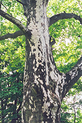 Sycamore (Platanus occidentalis) at Schulte's Greenhouse & Nursery