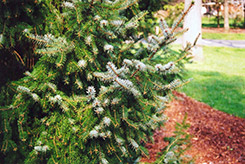 Serbian Spruce (Picea omorika) at Schulte's Greenhouse & Nursery