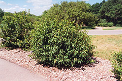 Bailey Compact Amur Maple (Acer ginnala 'Bailey Compact') at Schulte's Greenhouse & Nursery