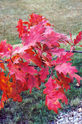 Red Oak (Quercus rubra) at Schulte's Greenhouse & Nursery