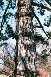 Austrian Pine (Pinus nigra) at Schulte's Greenhouse & Nursery