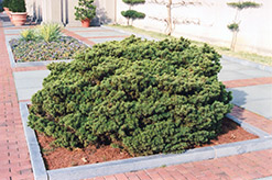 Dwarf Norway Spruce (Picea abies 'Nana') at Schulte's Greenhouse & Nursery