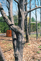 American Hornbeam (Carpinus caroliniana) at Schulte's Greenhouse & Nursery