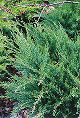Sea Green Juniper (Juniperus chinensis 'Sea Green') at Schulte's Greenhouse & Nursery
