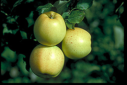 Honeygold Apple (Malus 'Honeygold') at Schulte's Greenhouse & Nursery