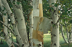 Prairie Dream Paper Birch (Betula papyrifera 'Varen') at Schulte's Greenhouse & Nursery