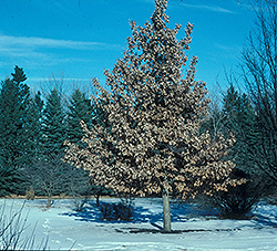 Prairie Stature Oak (Quercus x bimundorum 'Midwest') at Schulte's Greenhouse & Nursery