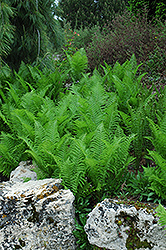 Ostrich Fern (Matteuccia struthiopteris) at Schulte's Greenhouse & Nursery