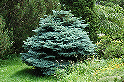 Globe Blue Spruce (Picea pungens 'Globosa') at Schulte's Greenhouse & Nursery