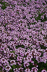 Red Creeping Thyme (Thymus praecox 'Coccineus') at Schulte's Greenhouse & Nursery