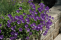 Blue Clips Bellflower (Campanula carpatica 'Blue Clips') at Schulte's Greenhouse & Nursery