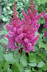 Visions Astilbe (Astilbe chinensis 'Visions') at Schulte's Greenhouse & Nursery