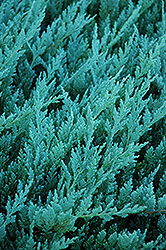 Blue Chip Juniper (Juniperus horizontalis 'Blue Chip') at Schulte's Greenhouse & Nursery