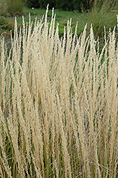 Karl Foerster Reed Grass (Calamagrostis x acutiflora 'Karl Foerster') at Schulte's Greenhouse & Nursery