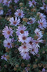 Woods Blue Aster (Symphyotrichum 'Woods Blue') at Schulte's Greenhouse & Nursery