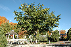 His Majesty Cork Tree (Phellodendron 'His Majesty') at Schulte's Greenhouse & Nursery
