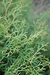 Sherwood Moss Arborvitae (Thuja occidentalis 'Sherwood Moss') at Schulte's Greenhouse & Nursery
