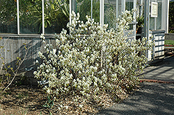 Regent Saskatoon (Amelanchier alnifolia 'Regent') at Schulte's Greenhouse & Nursery