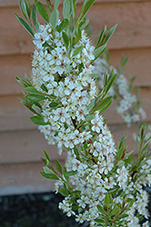 Pawnee Buttes Western Sandcherry (Prunus besseyi 'Pawnee Buttes') at Schulte's Greenhouse & Nursery