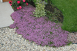Red Creeping Thyme (Thymus praecox 'Coccineus') at Schulte's Greenhouse & Nursery
