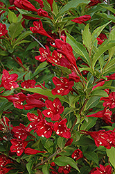 Red Prince Weigela (Weigela florida 'Red Prince') at Schulte's Greenhouse & Nursery