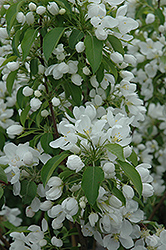 Spring Snow Flowering Crab (Malus 'Spring Snow') at Schulte's Greenhouse & Nursery