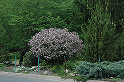 Dwarf Korean Lilac (tree form) (Syringa meyeri 'Palibin (tree form)') at Schulte's Greenhouse & Nursery