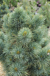 Blue Mound Swiss Stone Pine (Pinus cembra 'Blue Mound') at Schulte's Greenhouse & Nursery