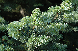 Arizona Compact Rocky Mountain Fir (Abies lasiocarpa 'Arizonica Compacta') at Schulte's Greenhouse & Nursery