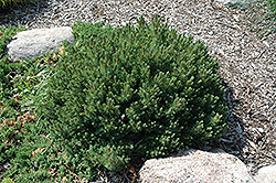 Valley Cushion Mugo Pine (Pinus mugo 'Valley Cushion') at Schulte's Greenhouse & Nursery