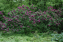 Charles Joly Lilac (Syringa vulgaris 'Charles Joly') at Schulte's Greenhouse & Nursery