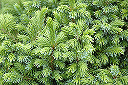 Dwarf Serbian Spruce (Picea omorika 'Nana') at Schulte's Greenhouse & Nursery