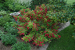 Red Prince Weigela (Weigela florida 'Red Prince') at Schulte's Greenhouse & Nursery