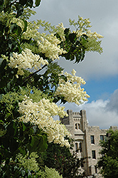 Ivory Silk Japanese Tree Lilac (Syringa reticulata 'Ivory Silk') at Schulte's Greenhouse & Nursery