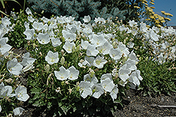 White Clips Bellflower (Campanula carpatica 'White Clips') at Schulte's Greenhouse & Nursery