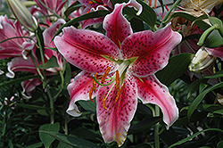 Stargazer Lily (Lilium 'Stargazer') at Schulte's Greenhouse & Nursery