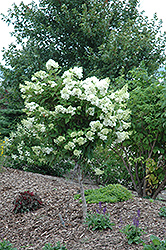 Pink Diamond Hydrangea (tree form) (Hydrangea paniculata 'Pink Diamond (tree form)') at Schulte's Greenhouse & Nursery