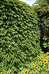 Boston Ivy (Parthenocissus tricuspidata) at Schulte's Greenhouse & Nursery