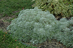 Silver Mound Artemesia (Artemisia schmidtiana 'Silver Mound') at Schulte's Greenhouse & Nursery