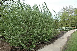 French Pussy Willow (Salix caprea) at Schulte's Greenhouse & Nursery