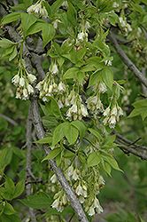 American Bladdernut (Staphylea trifolia) at Schulte's Greenhouse & Nursery