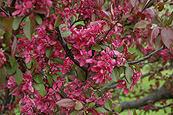 Profusion Flowering Crab (Malus 'Profusion') at Schulte's Greenhouse & Nursery