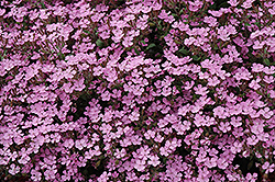 Home Fires Woodland Phlox (Phlox stolonifera 'Home Fires') at Schulte's Greenhouse & Nursery