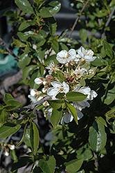 Romeo Cherry (Prunus 'Romeo') at Schulte's Greenhouse & Nursery