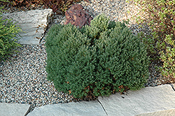 Teddy Arborvitae (Thuja occidentalis 'Teddy') at Schulte's Greenhouse & Nursery