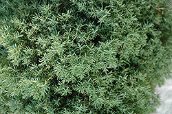 Teddy Arborvitae (Thuja occidentalis 'Teddy') at Schulte's Greenhouse & Nursery